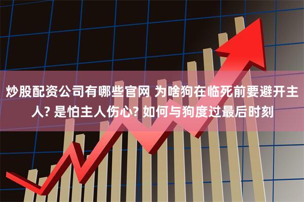 炒股配资公司有哪些官网 为啥狗在临死前要避开主人? 是怕主人伤心? 如何与狗度过最后时刻